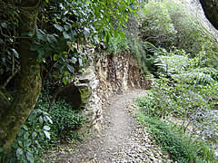 Korimako Track